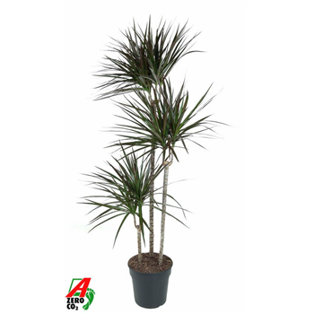 Dracena marginata 'Magenta' F00005252
