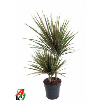 Dracena marginata Bicolor F00005024