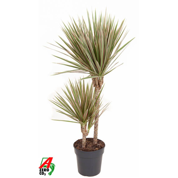 Dracena marginata Bicolor F00004883