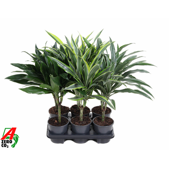 Dracena mix F00002749