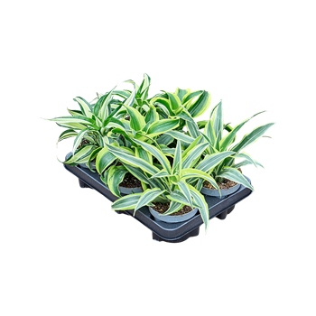 Dracena mix 6/tray F00001982