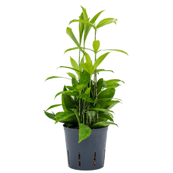 Dracena surculosa 2DRSEBP20