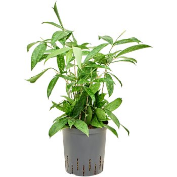 Dracena surculosa 1DRSEBP15