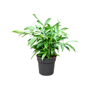 Dracena surculosa 4DRSUBU63