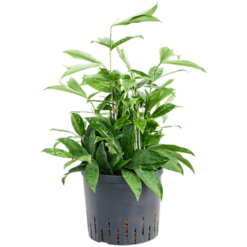 Dracena surculosa 1DRSEBP25
