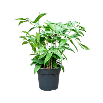Dracena surculosa 4DRSUBU67