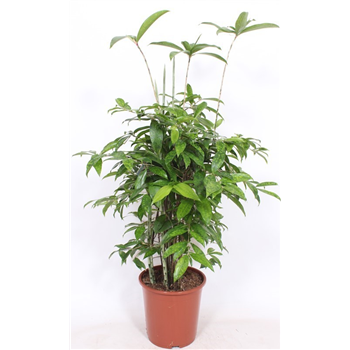 Dracena surculosa F00002342