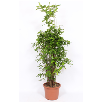 Dracena surculosa F00004716