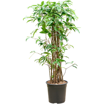 Dracena surculosa (125-150) 4DRSUBU06