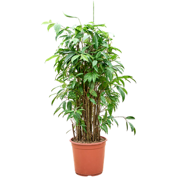 Dracena surculosa (90-120) 4DRSUBU04