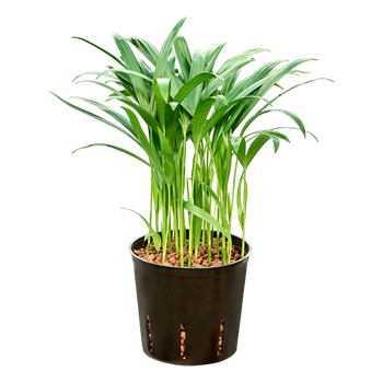 Palma Dypsis (Areca) lutescens 2ARLUTU13