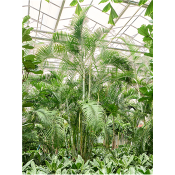 Palma Dypsis (Areca) lutescens 4CHLUB028