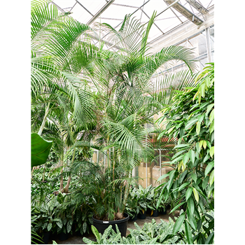 Palma Dypsis (Areca) lutescens 4CHLUB027