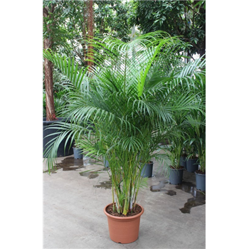 Palma Dypsis lutescens F00007845