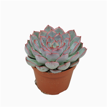 Echeveria 'Hercules' F00001851
