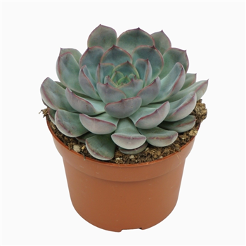 Echeveria 'Hercules' F00001323