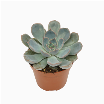 Echeveria 'Orion' F00001855