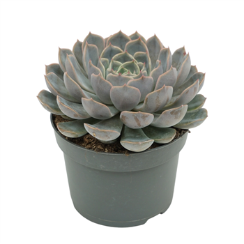 Echeveria 'Orion' F00001358