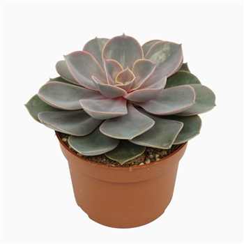 Echeveria 'Perle von Nurnberg' F00001331