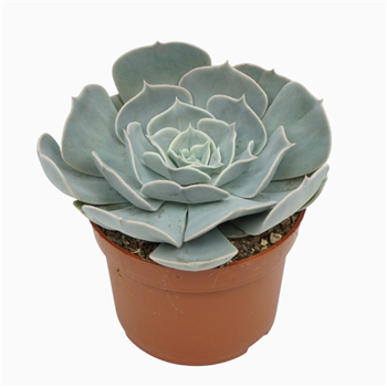 Echeveria 'Pollux' F00001332