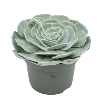 Echeveria 'Pollux' F00001359