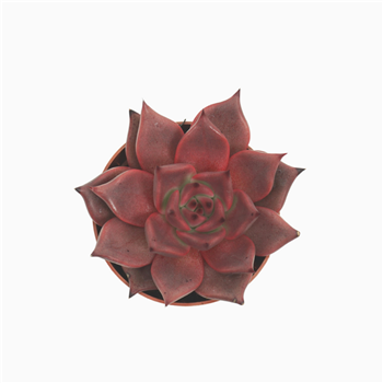 Echeveria 'Taurus' F00001840
