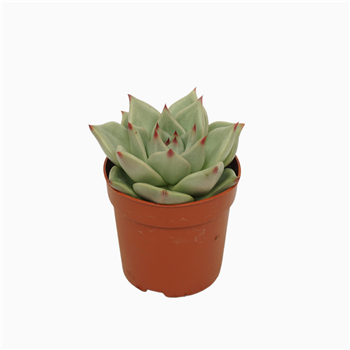 Echeveria 'Sirius' F00001839
