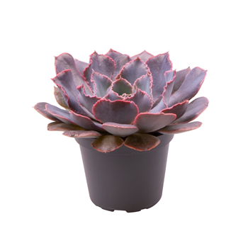 Echeveria Shaviana Pink F00001026