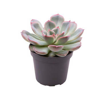 Echeveria Shira F00001024