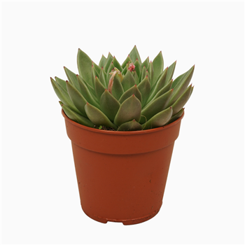 Echeveria agavoides F00001368
