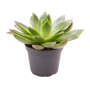 Echeveria agavoides 'Ebony' F00001004