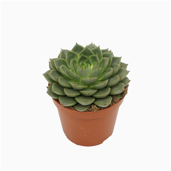 Echeveria fabiola F00001850