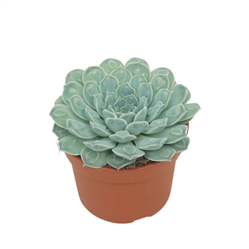 Echeveria heart signal F00001324
