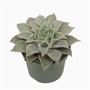 Echeveria maradiba F00001356