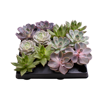 Echeveria mix F00001991