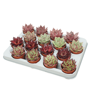Echeveria mix F00001382