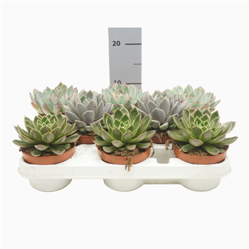 Echeveria mix F00001642
