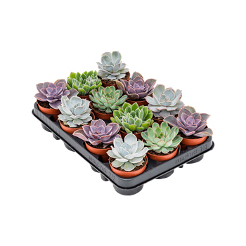 Echeveria mix 12/tray 4ECMIKK08