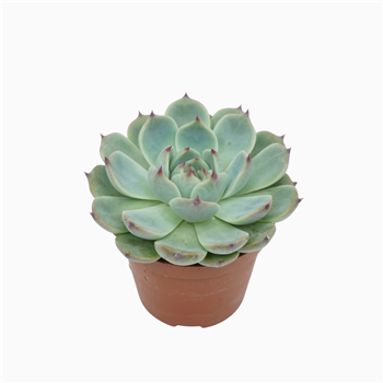 Echeveria parva lindsayana F00001857