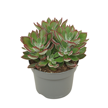 Echeveria pulvinata Devotion F00002921