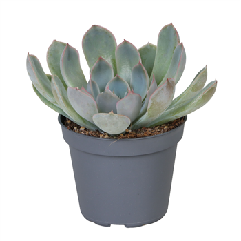 Echeveria runyonii 'Pink Edge' F00001907