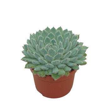 Echeveria setosa F00001334