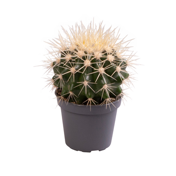 Echinocactus grusonii F00002044