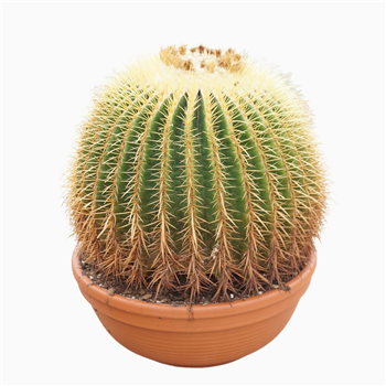 Echinocactus grusonii F00002667