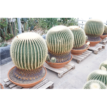 Echinocactus grusonii F00002729