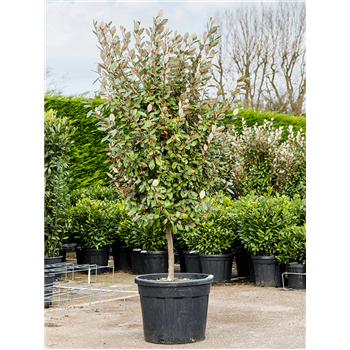 Elaeagnus ebbingei 5ELEBRS80