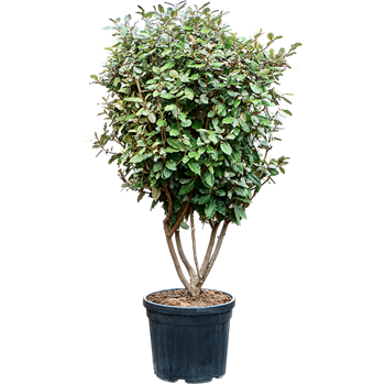 Elaeagnus ebbingei 'Compacta' 5ELEBVT10