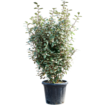 Elaeagnus ebbingei 'Compacta' (140-160) 5ELEBBU60