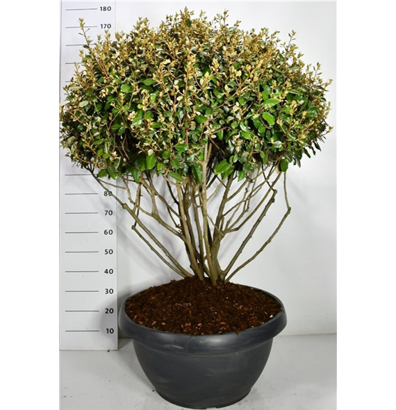 Elaeagnus x ebbingei F00006657