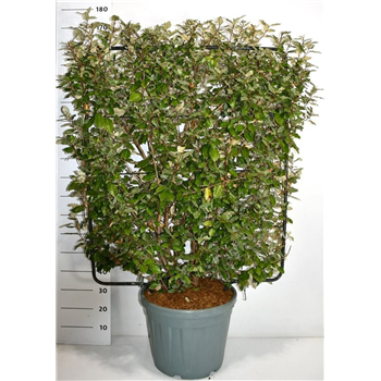 Elaeagnus x ebbingei F00006123
